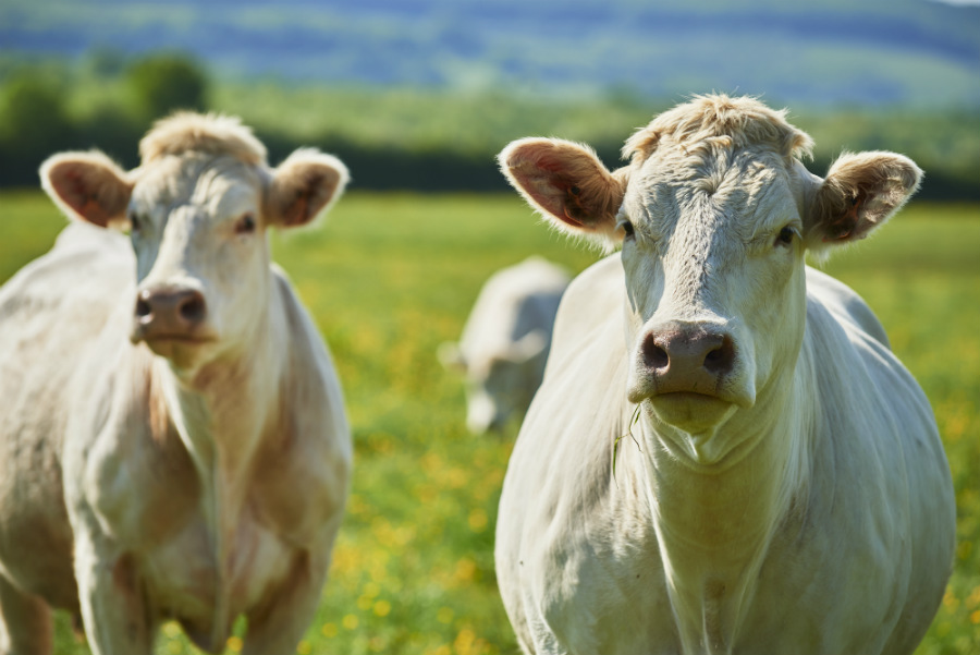 La macellazione del bovino da carne 4