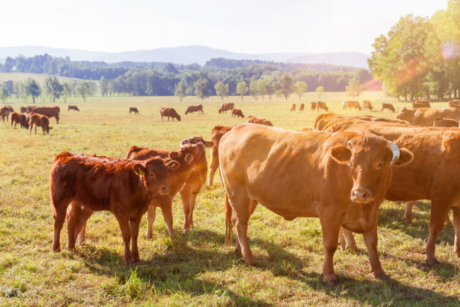 La macellazione del bovino da carne 5