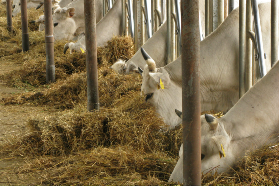 Storia-della-razza-chianina-caratteristiche-del-vitellone-chianino-e-razza-e-carni-2