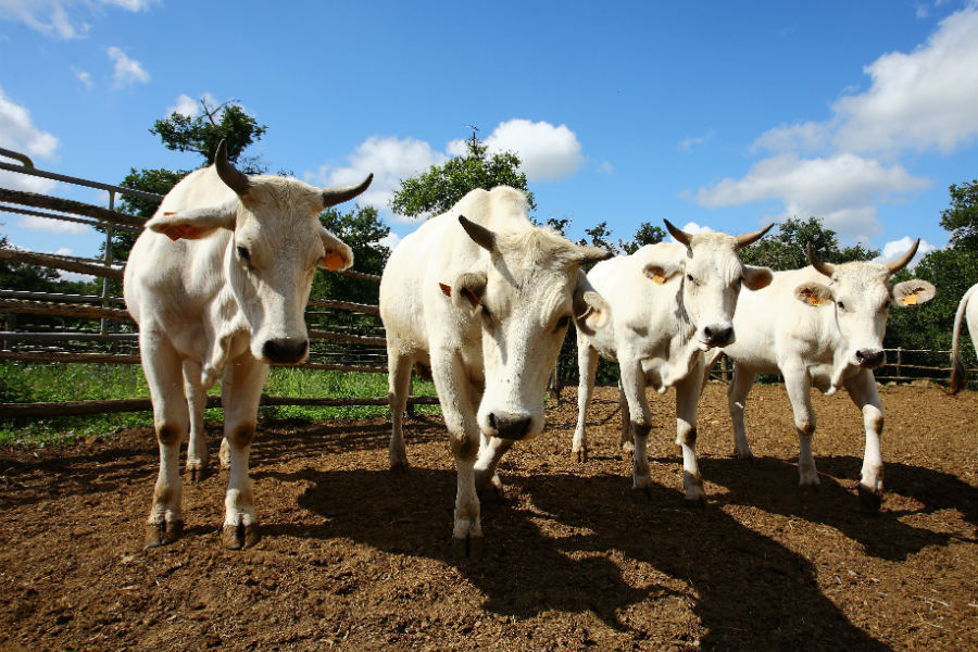 Storia-della-razza-chianina-caratteristiche-del-vitellone-chianino-e-razza-e-carni.1