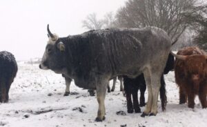 La podolica, antenata della razza marchigiana